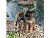 PoulaTo: German Shepherd Available